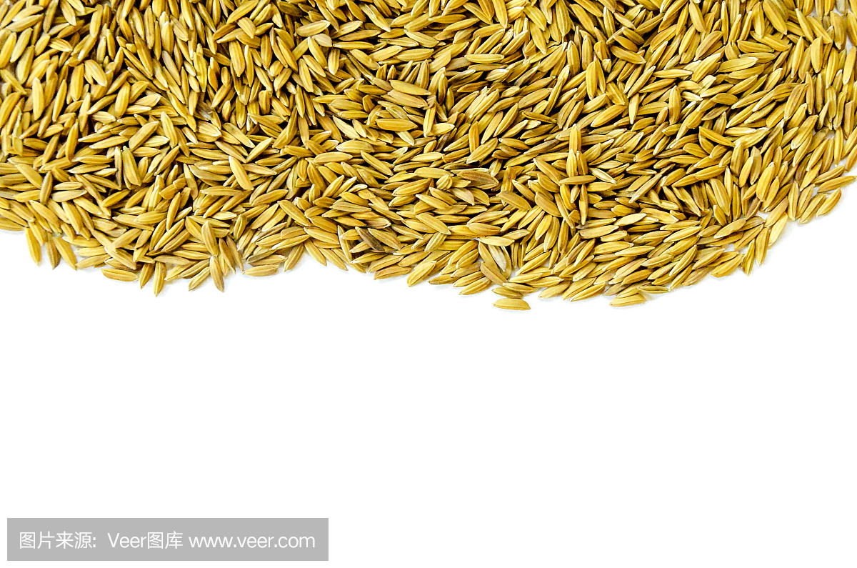 俯视图水稻和水稻种子上的白色背景为孤立