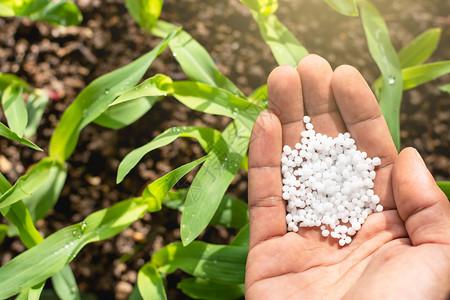 农业种子化学民的手在收集化肥将料投入土壤种植玉米苗头c农夫们正在