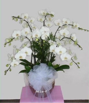 【图】花卉种子 蝴蝶兰种子 洋兰 多色供选 可盆栽 0.1元/粒_供应产品