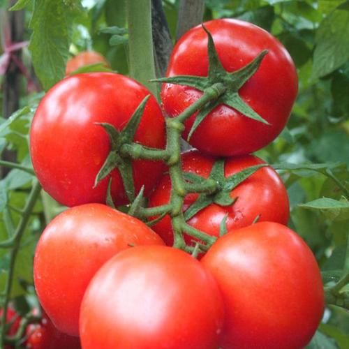 耐热番茄种子大红石头硬果农作物蔬菜种子抗叶斑病铁红a16