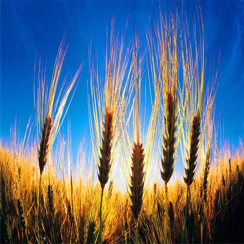 厂家批发荞麦 特级带壳荞麦 优质精选荞麦米饲料农作物荞麦种子示例图