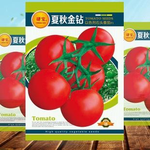 番茄种子 夏秋抗斑农作物西红柿种子耐热耐寒杂交蔬菜种子 批发