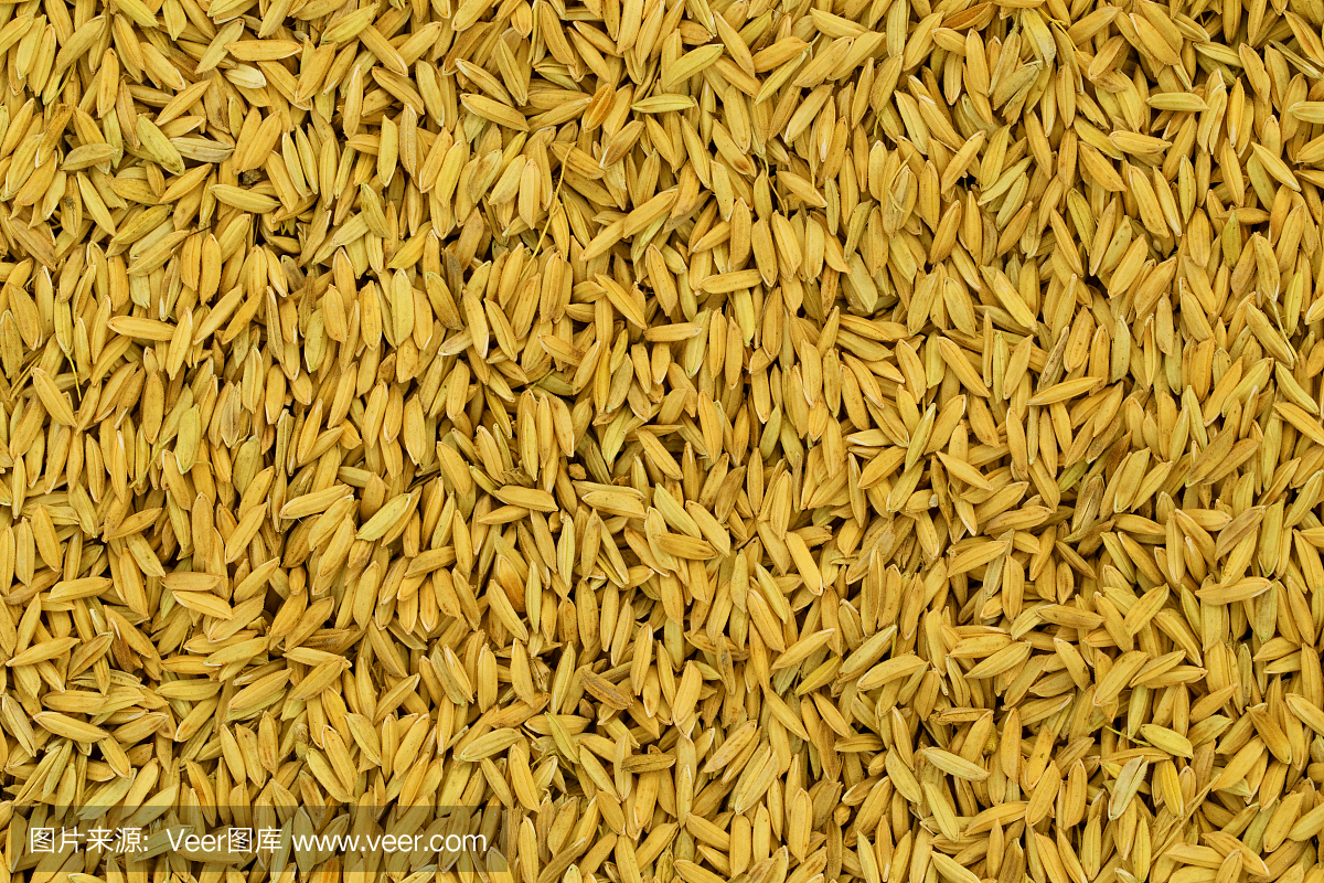 俯视图水稻种子上的稻田背景,较高的稻米质量。农业收成增长。农民在种植水稻前做准备工作。作物的农场。
