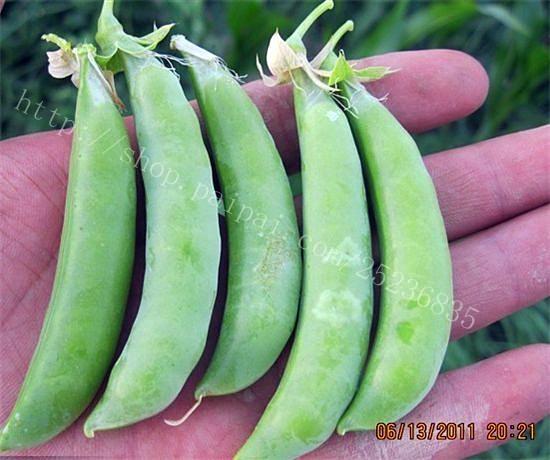 荷兰豆甜豌豆种子 - 嘉丰 (中国 陕西省 贸易商) - 种子,种苗 - 农